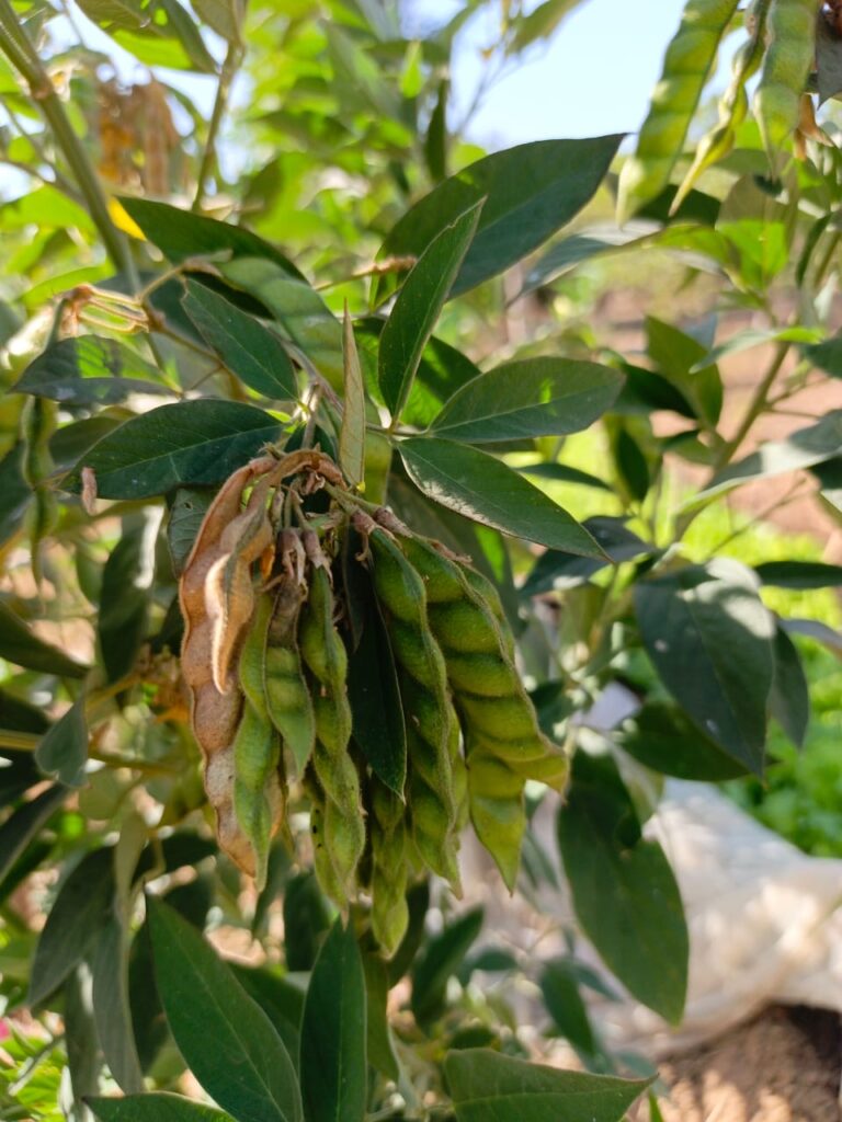 Poids d’angole sèche