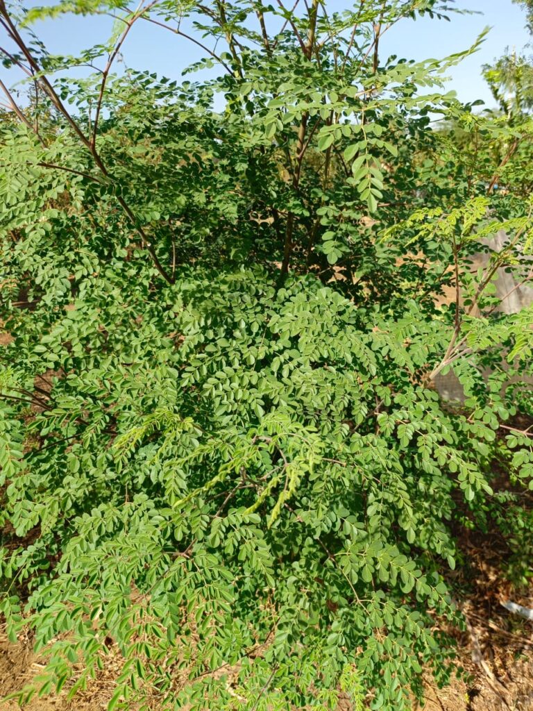 Moringa feuille fraiche