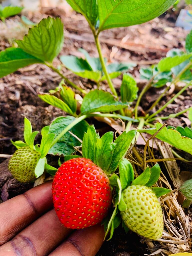 Fraise