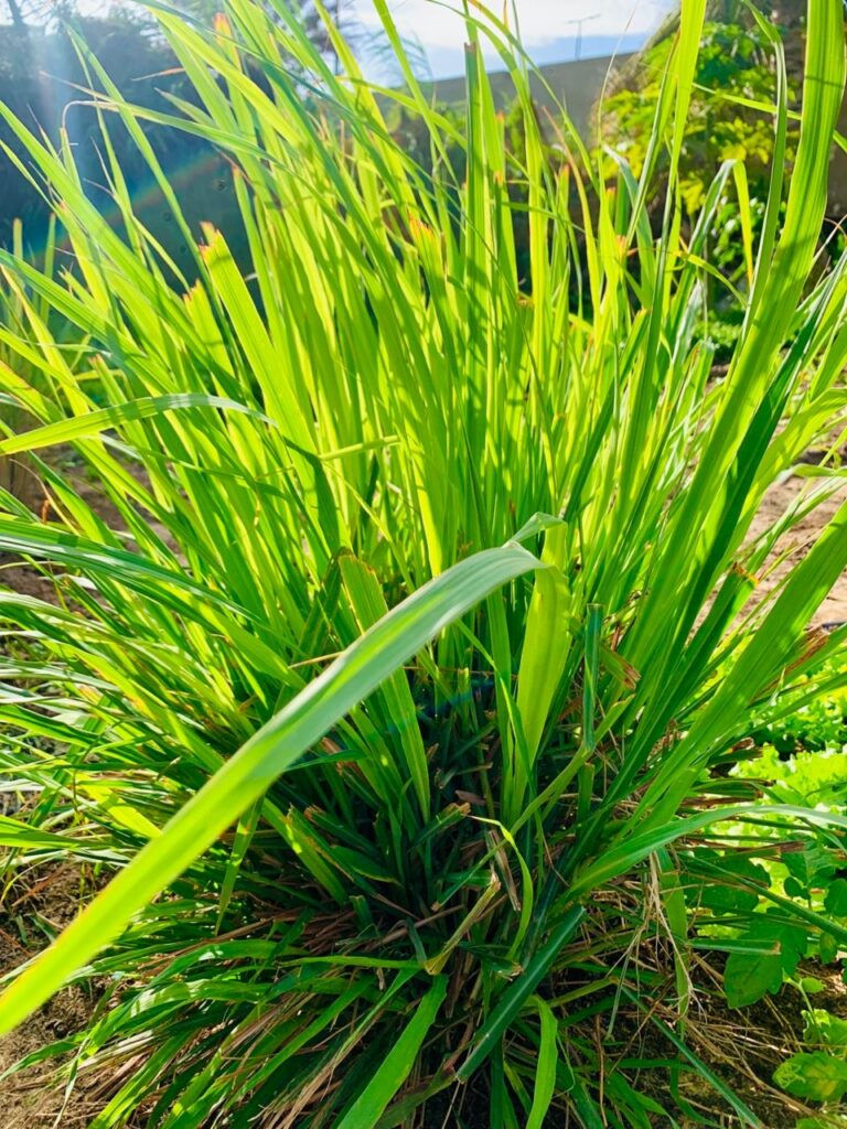 Citronnelle