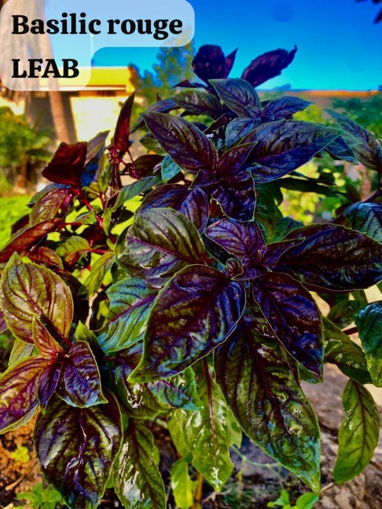 Basilic rouge