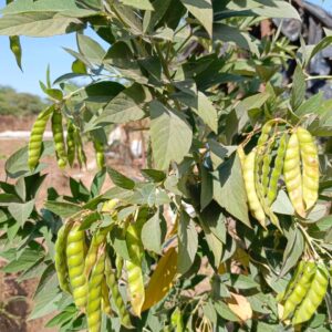 Pois d'Angole fraiche