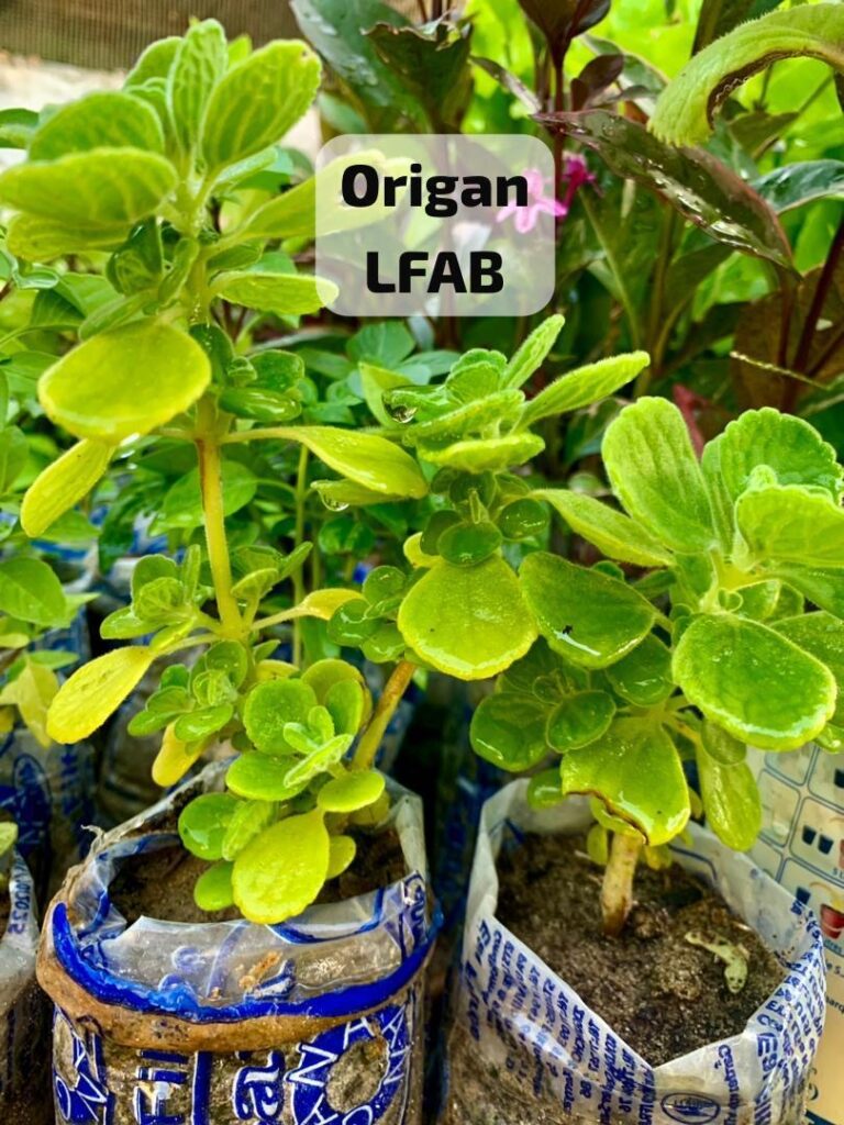 Origan