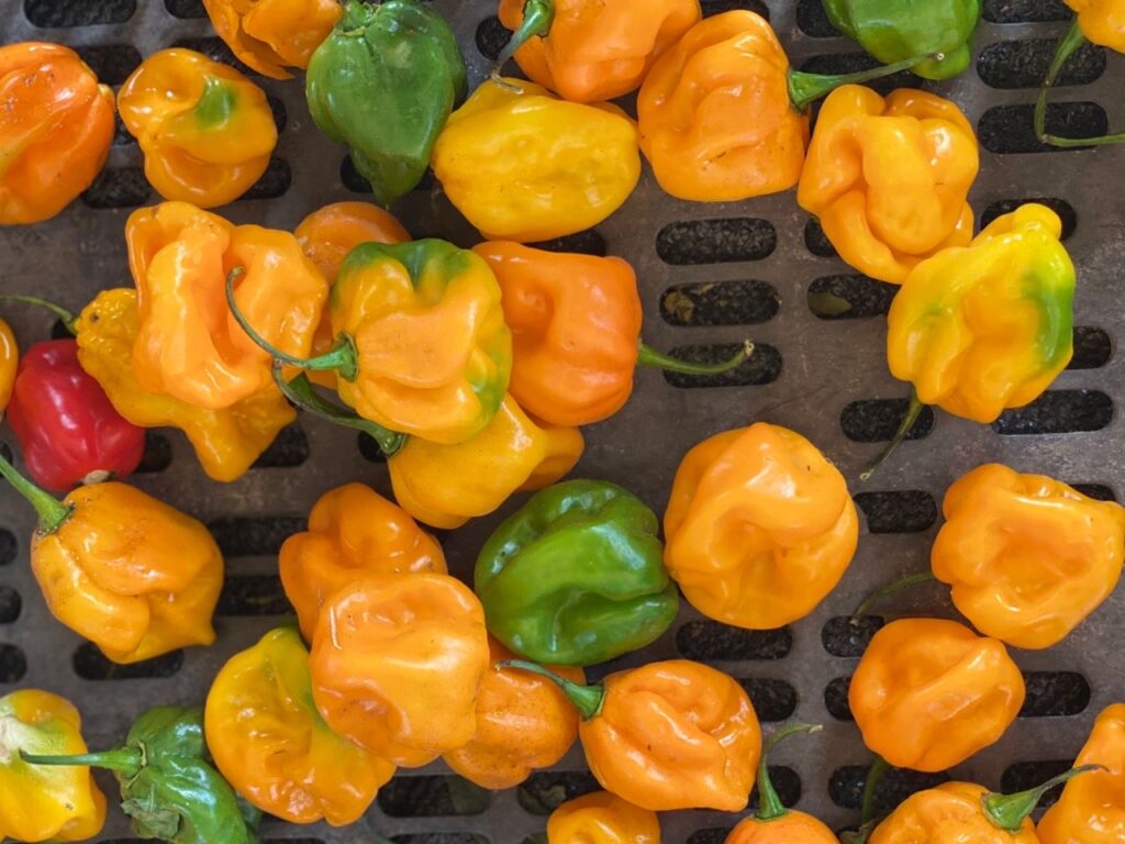 Piment antillais frais
