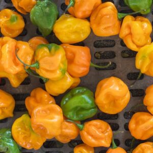 Piment antillais frais