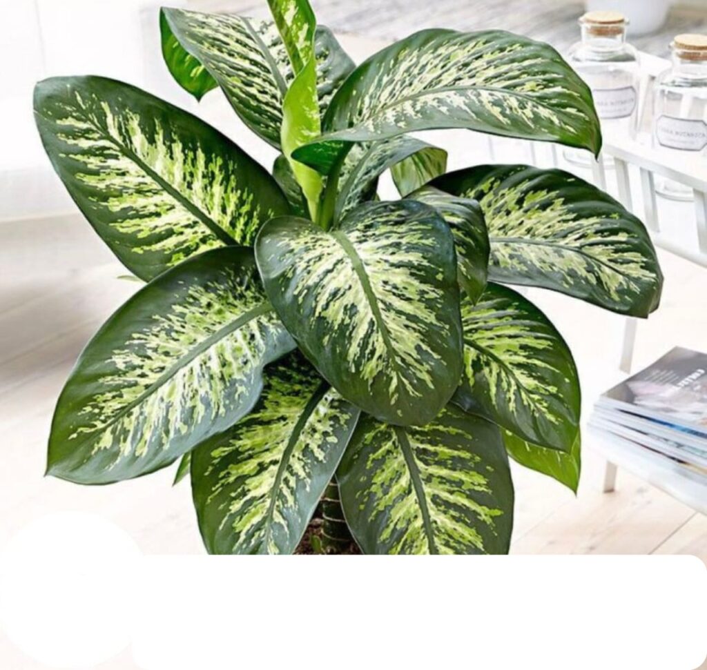 Dieffenbachia