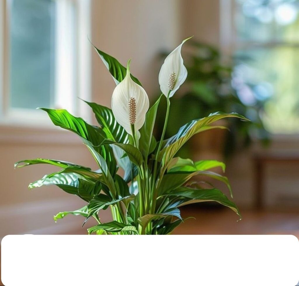 Spathiphyllum