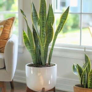 Sansevieria