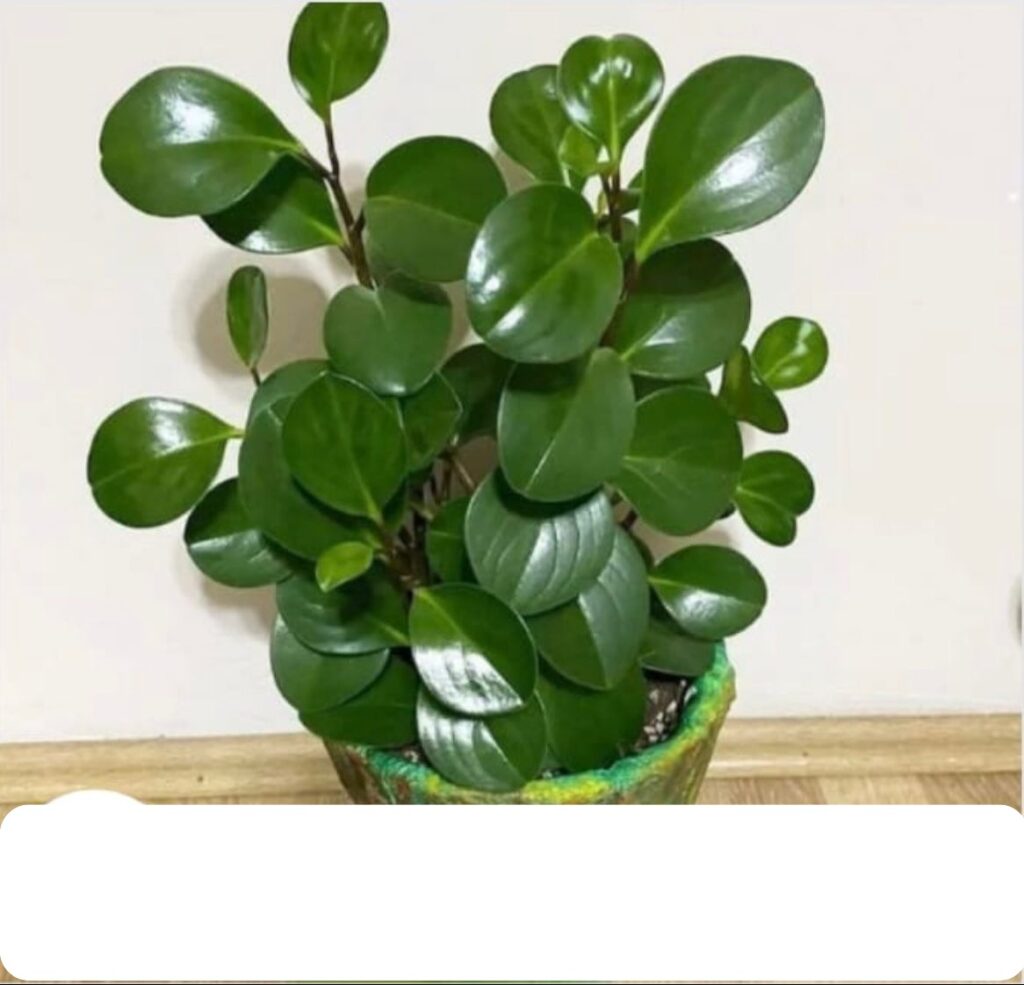 Pothos argenté