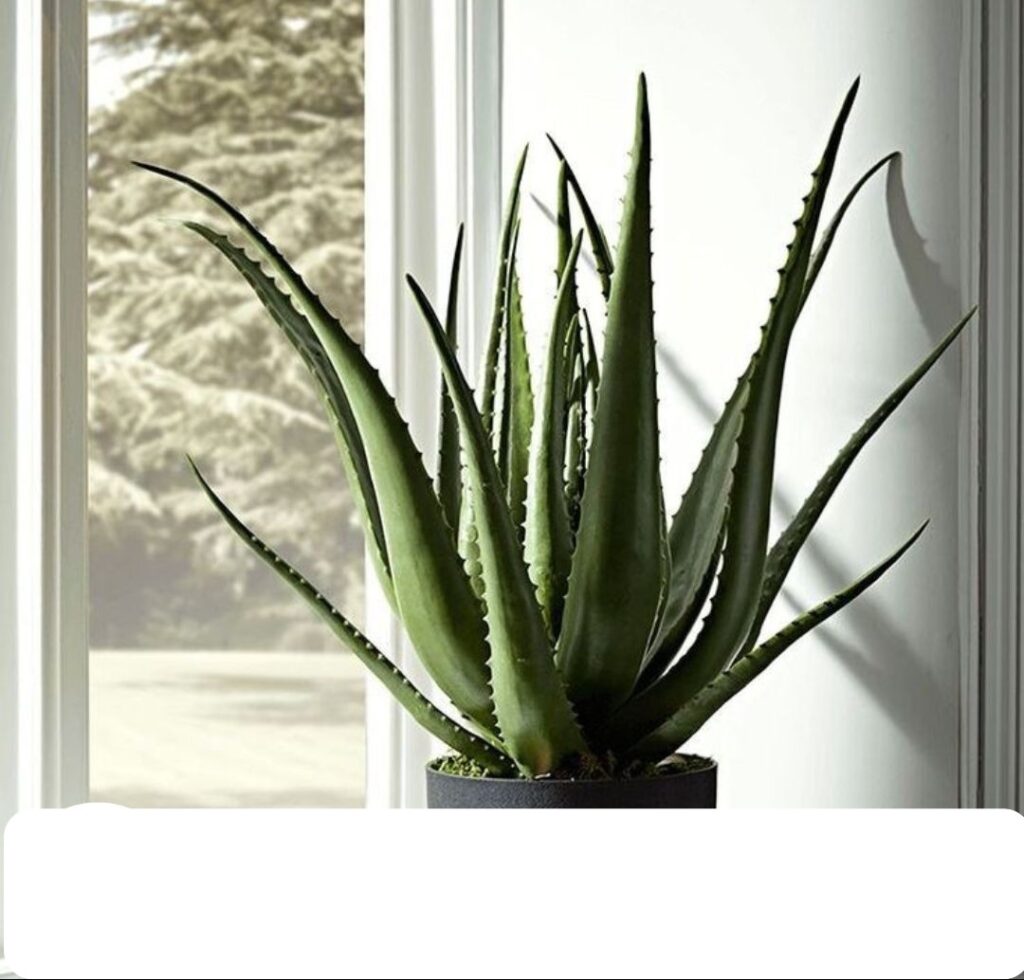 Aloe vera