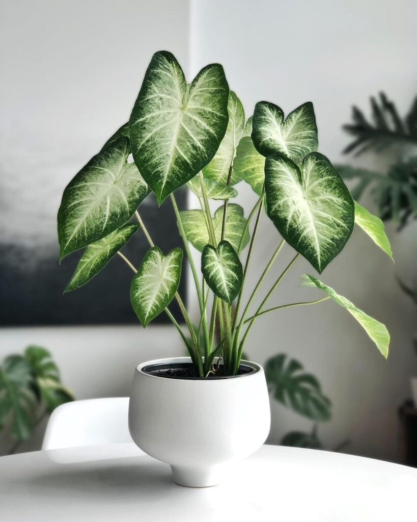 Caladium