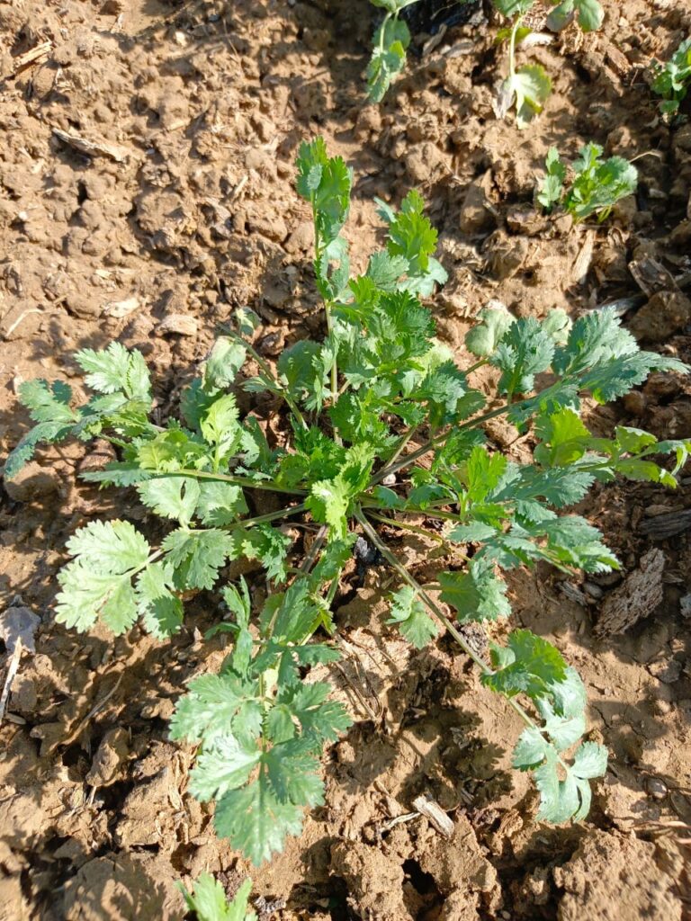 Coriandre (persil chinois)