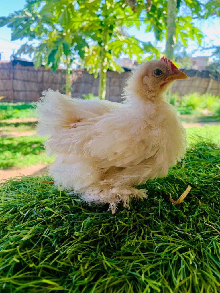 Cochin Bantam poussin