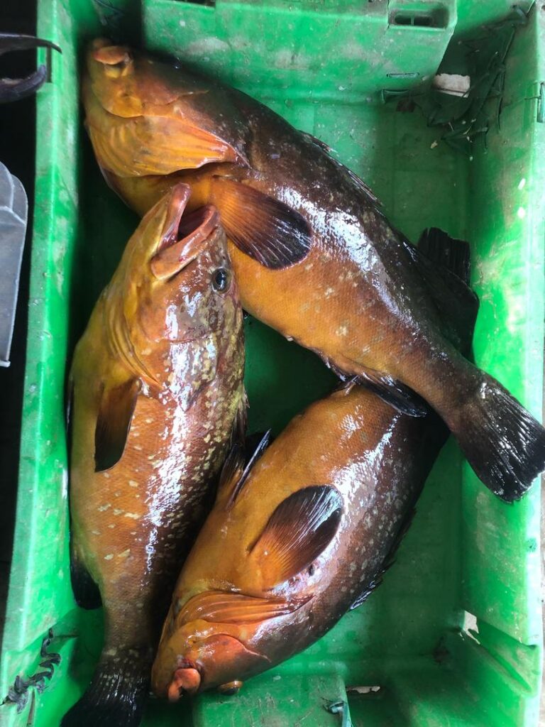 Badis