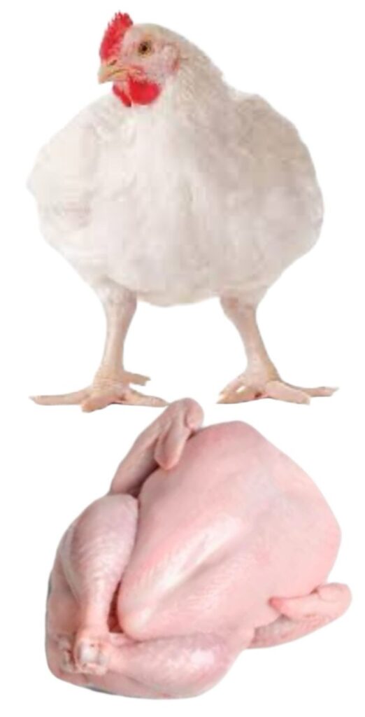Poulet de chair